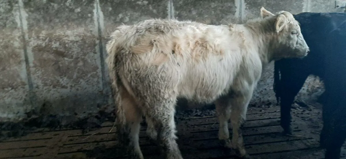 25  one half year  old heifers - Image 3