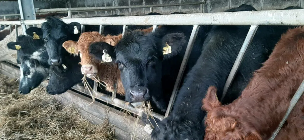 25  one half year  old heifers - Image 4