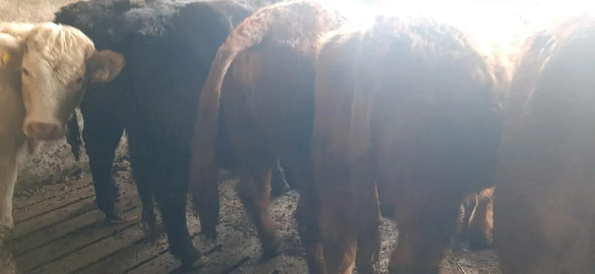 25  one half year  old heifers - Image 2