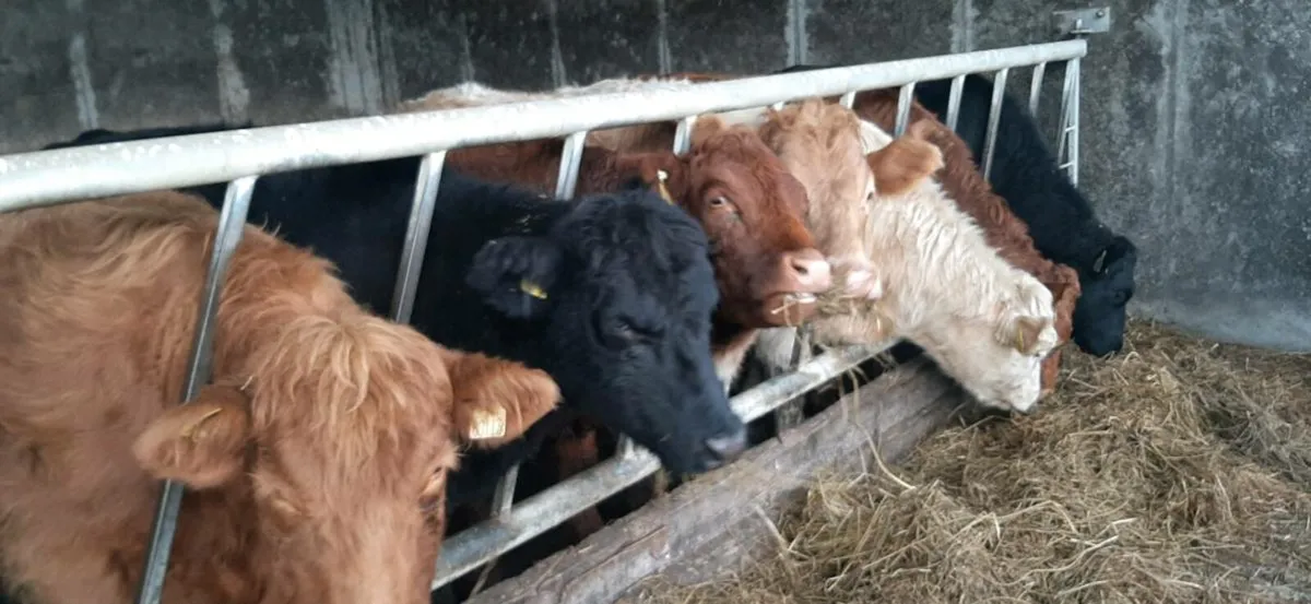 25  one half year  old heifers - Image 1