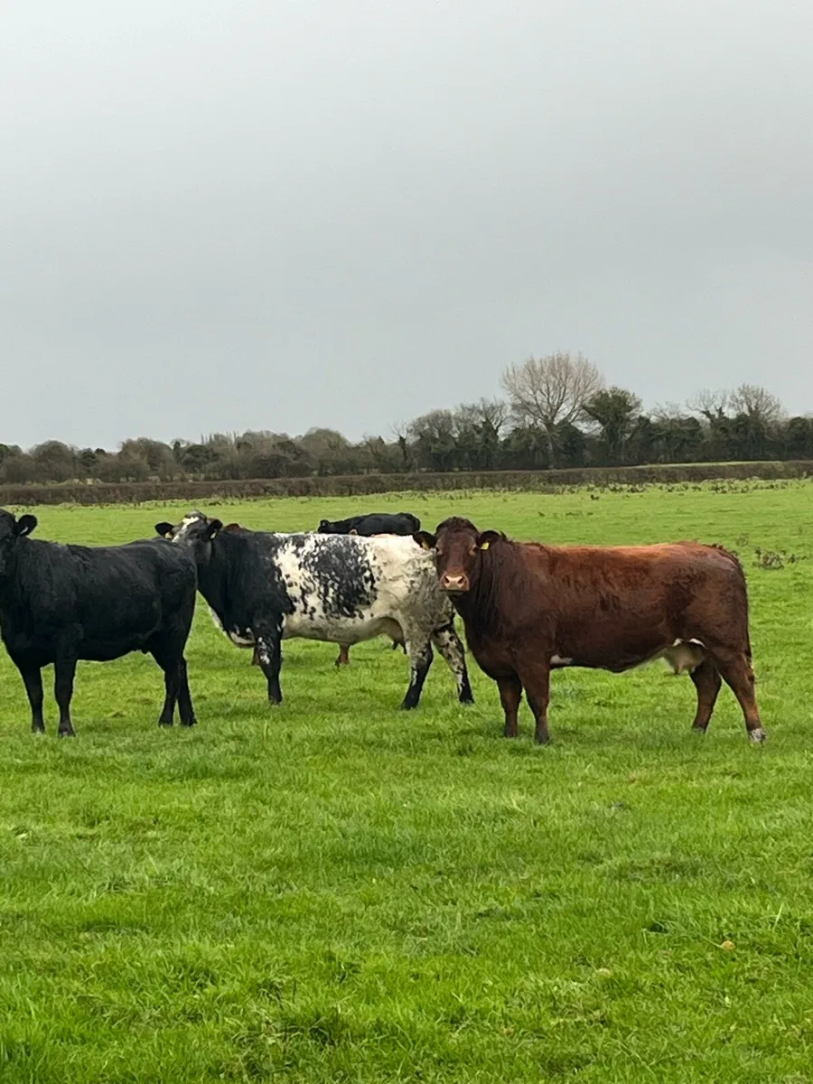 Suckler sale KILCULLEN MART - Image 1