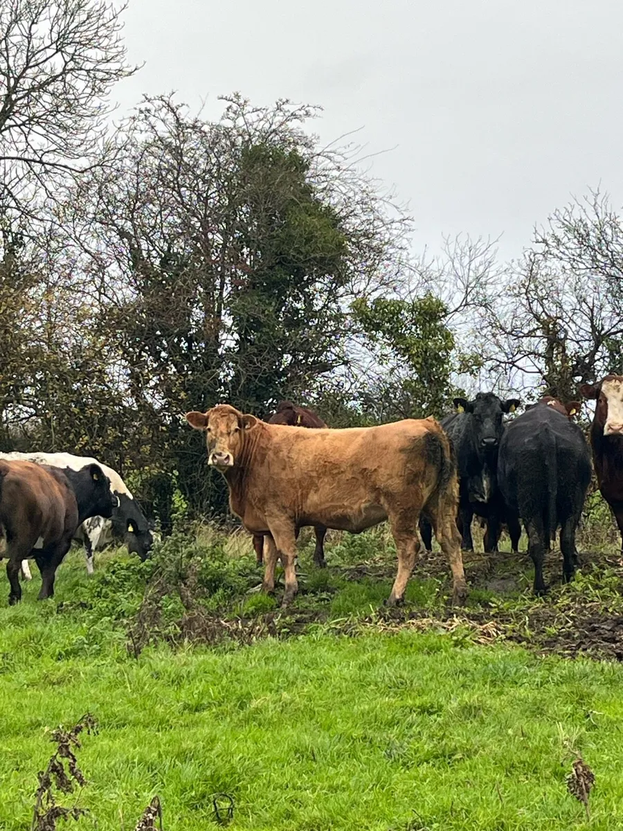 Suckler sale KILCULLEN MART - Image 2