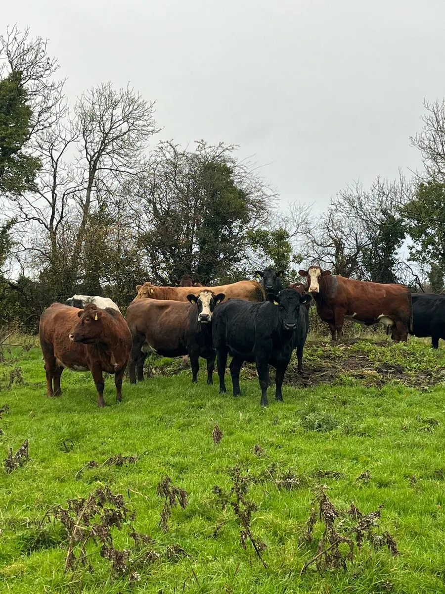Suckler sale KILCULLEN MART - Image 3