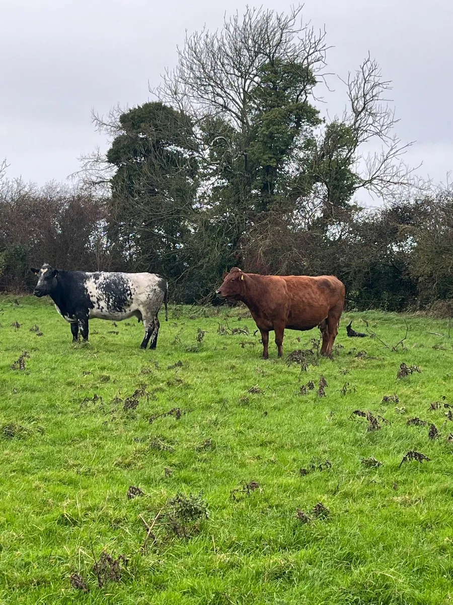 Suckler sale KILCULLEN MART - Image 4
