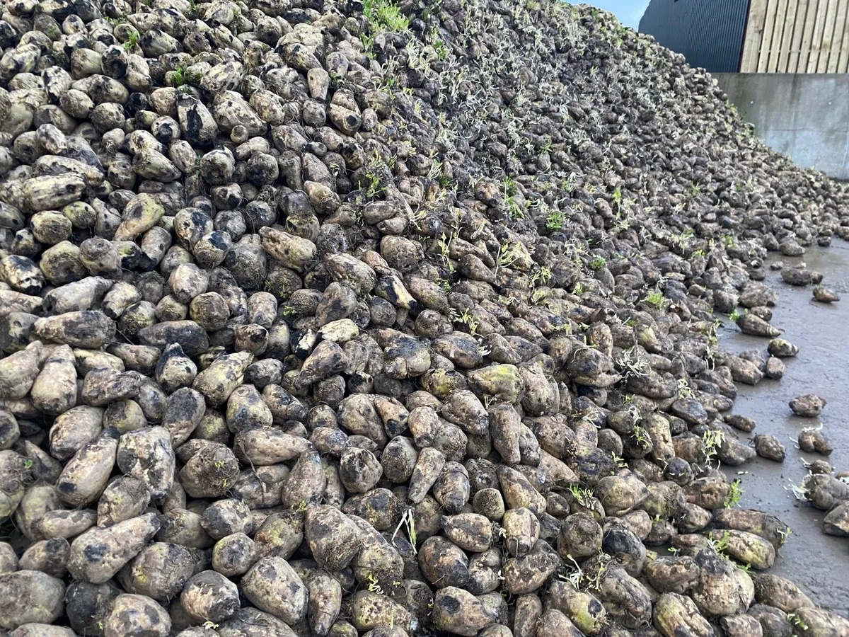 Sugar Beet - Image 3