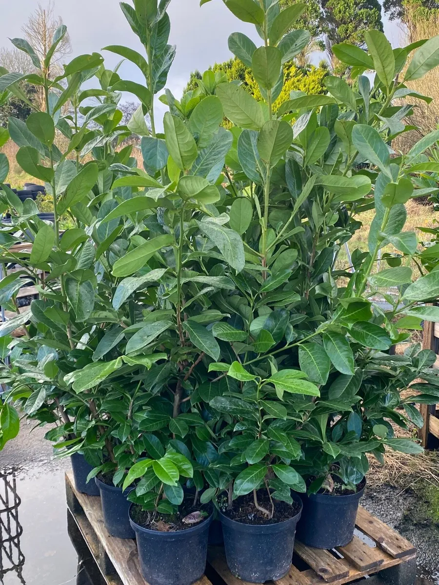 Mature Laurel Hedging 5-6ft - Image 2