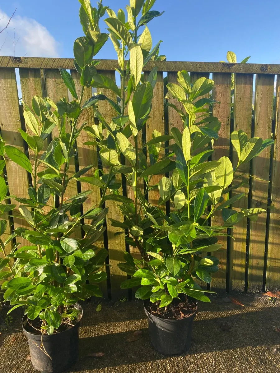 Mature Laurel Hedging 5-6ft - Image 4