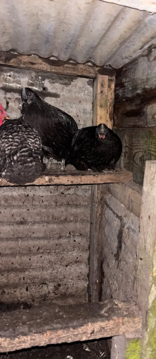 POL Pullets - Image 2