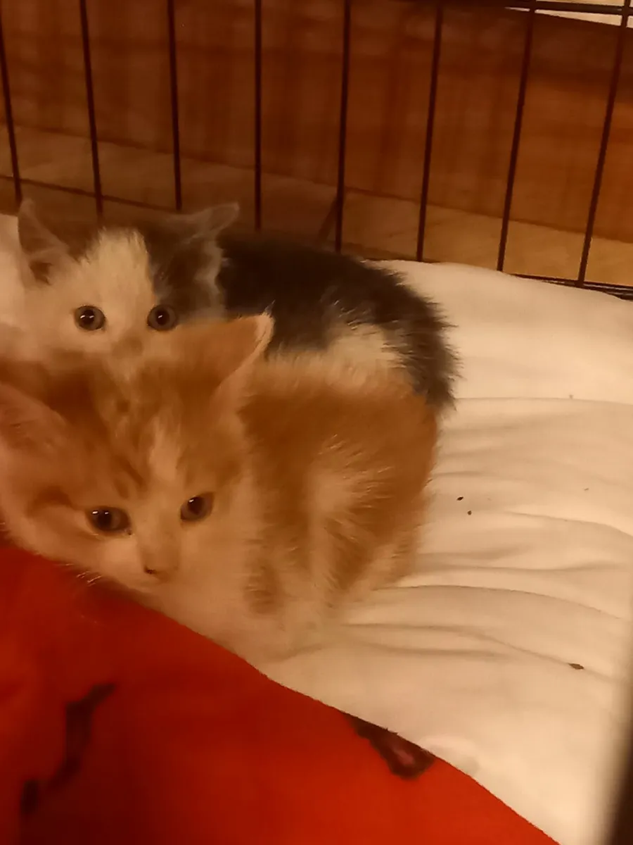 Kittens - Image 1