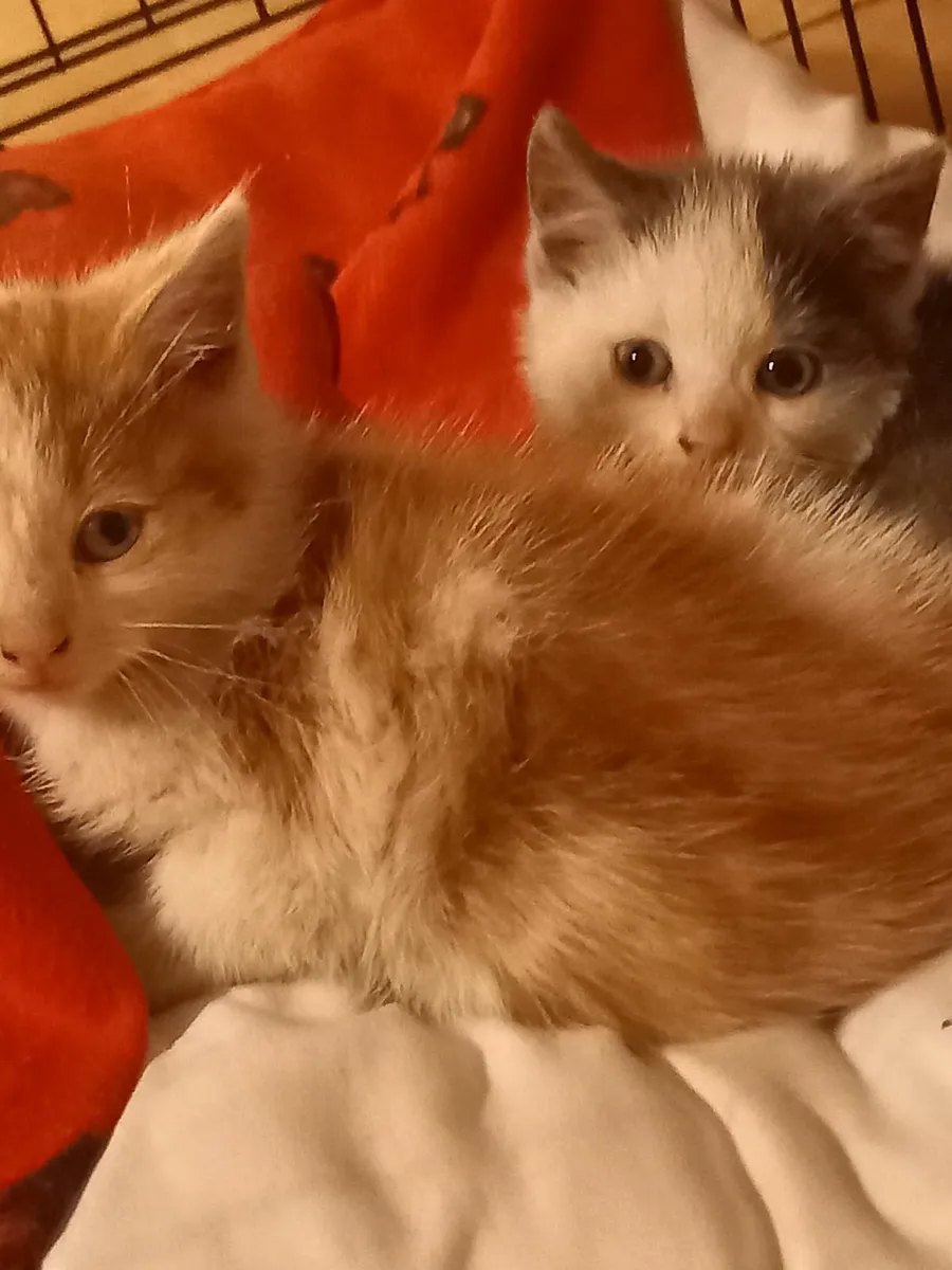 Kittens - Image 2