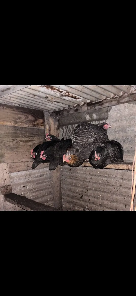 POL Pullets - Image 1