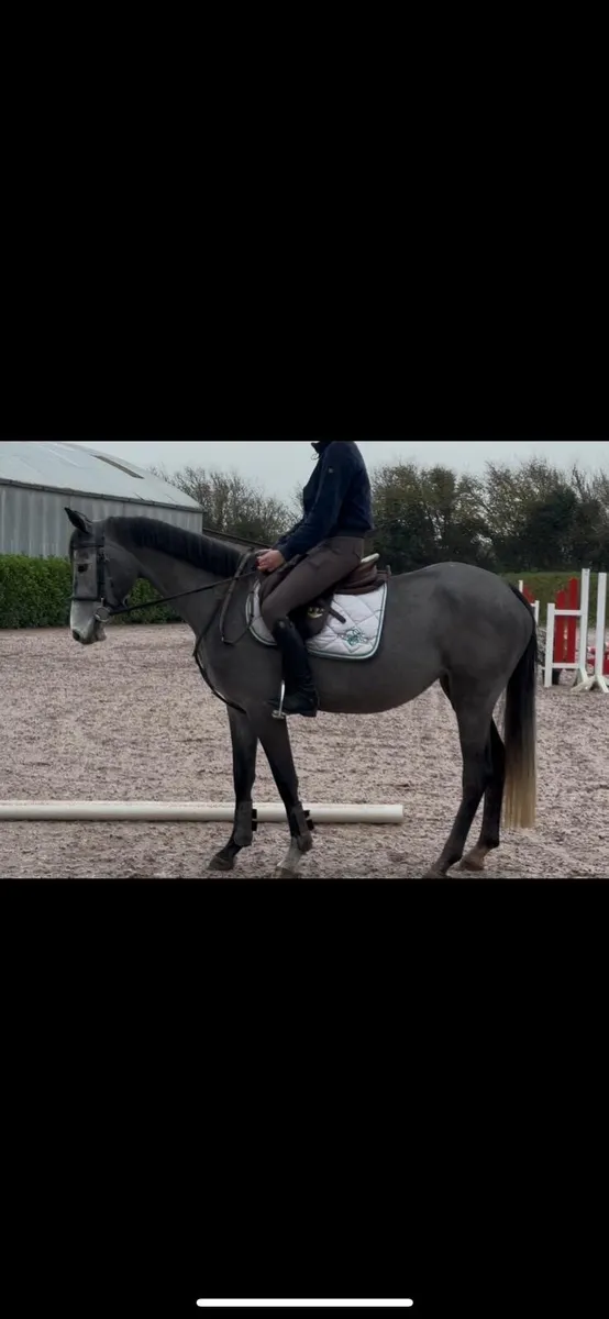 Show jumper can go as pony - Image 3