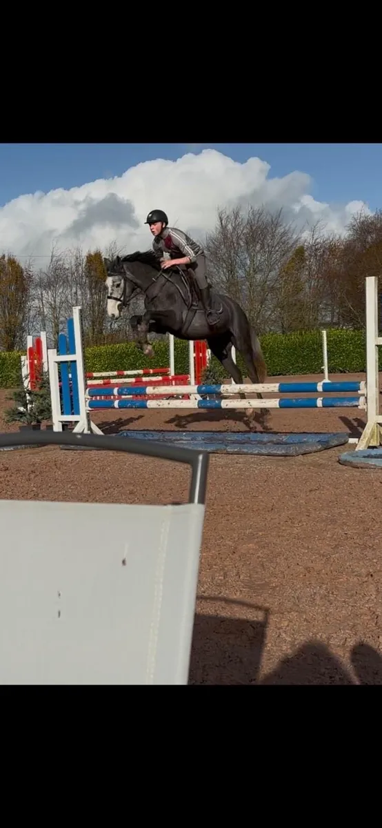 Show jumper can go as pony - Image 4