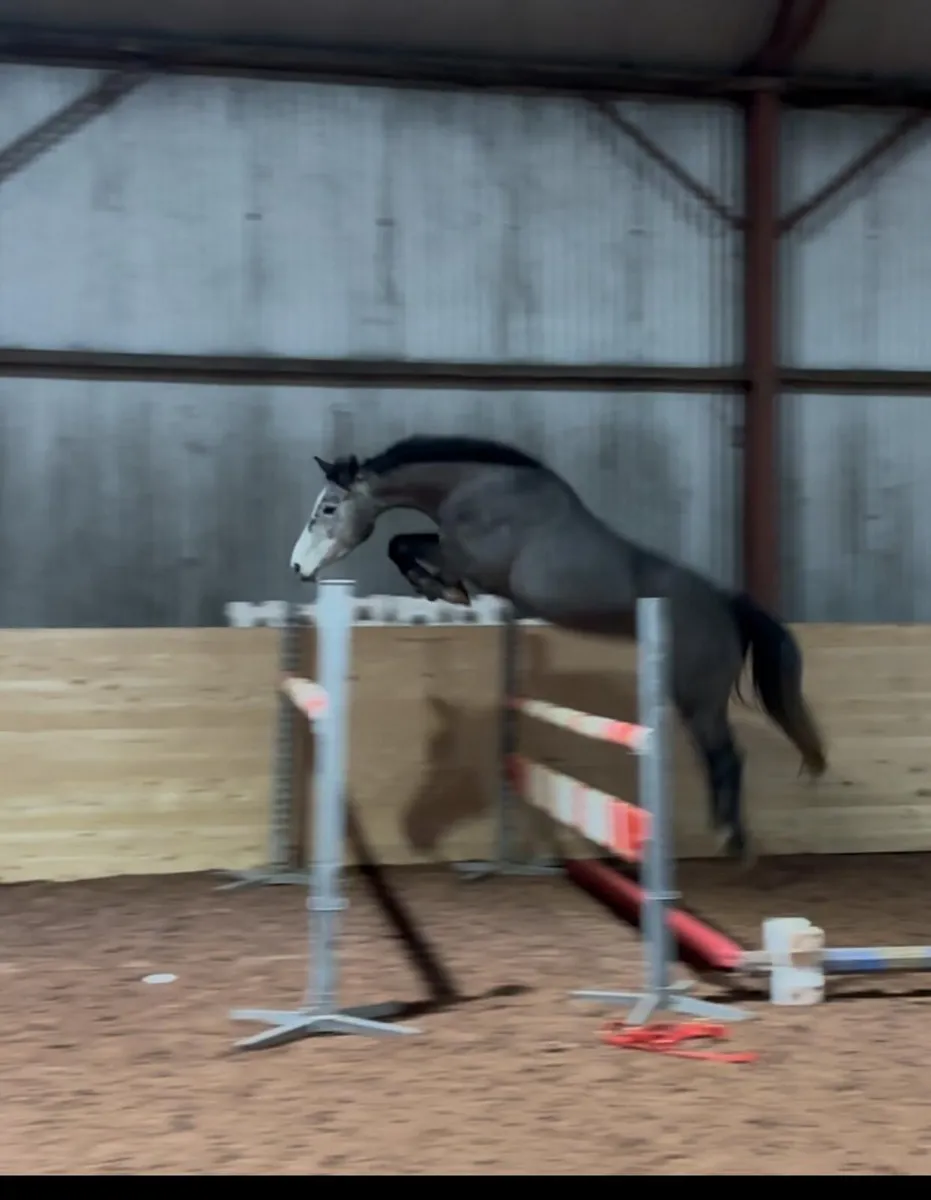 Show jumper can go as pony - Image 2