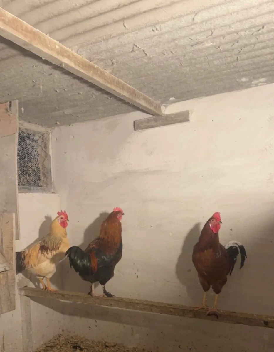 Roosters and bantam pullets for sale - Image 1