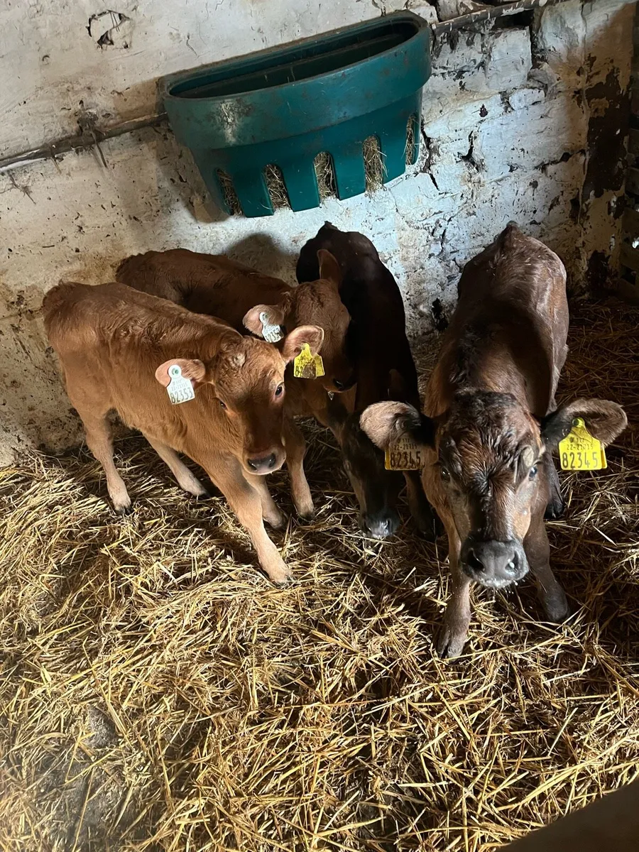 4 super limousin  heifer calves - Image 1