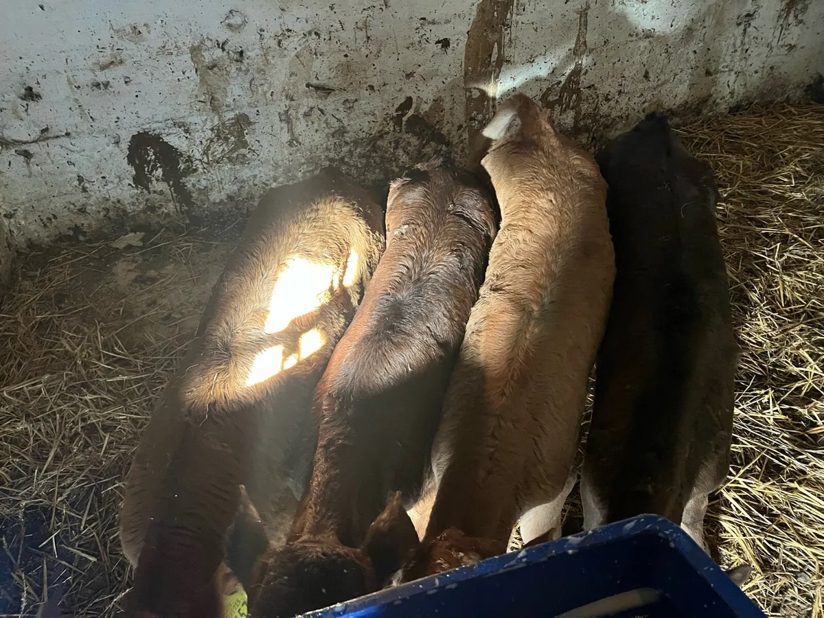 4 super limousin  heifer calves - Image 2