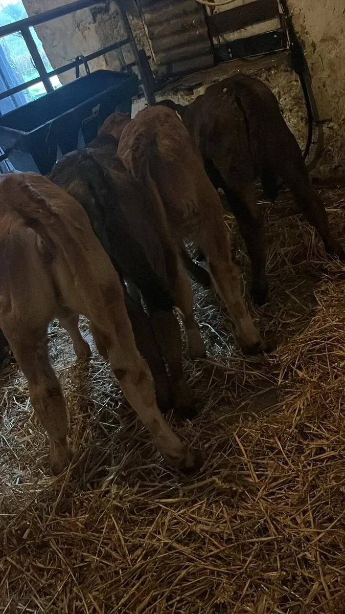 4 super limousin  heifer calves - Image 3