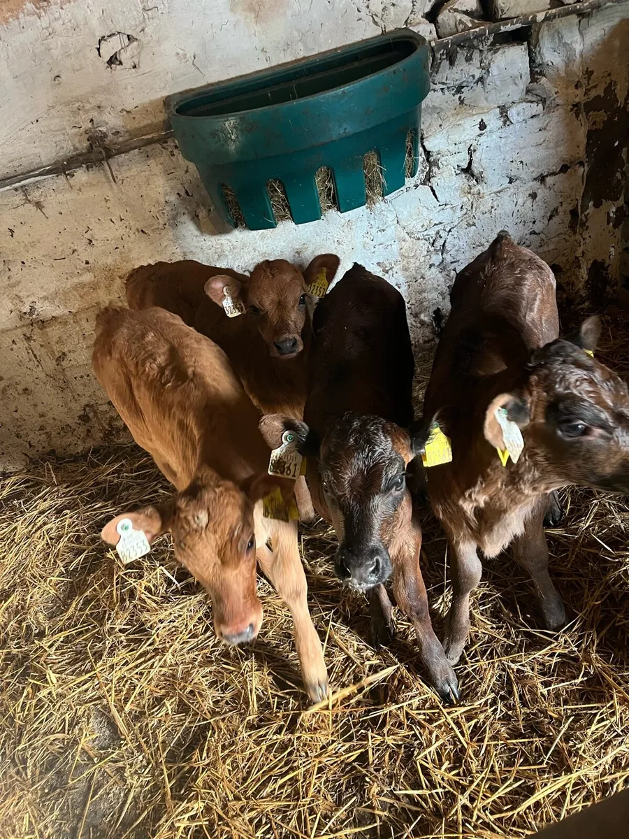 4 super limousin  heifer calves - Image 4