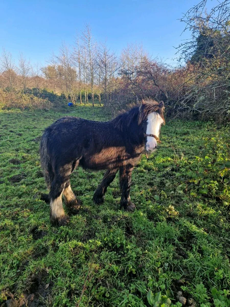 Two colt foals - Image 1