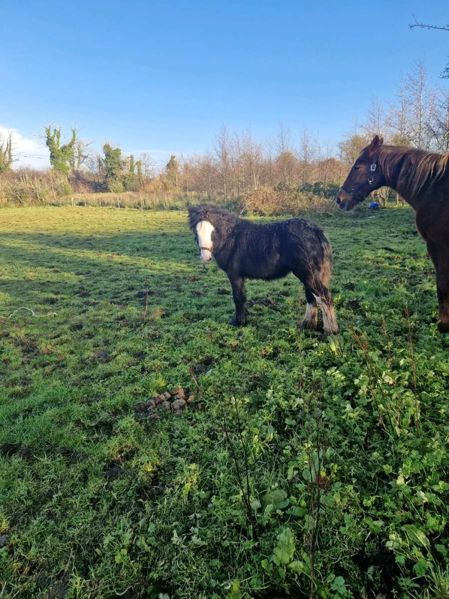 Two colt foals - Image 2