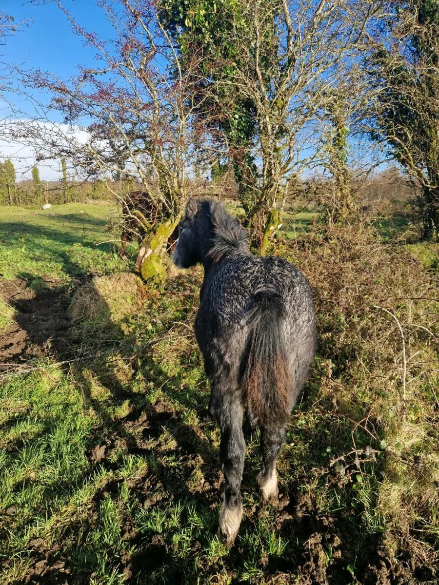 Two colt foals - Image 3