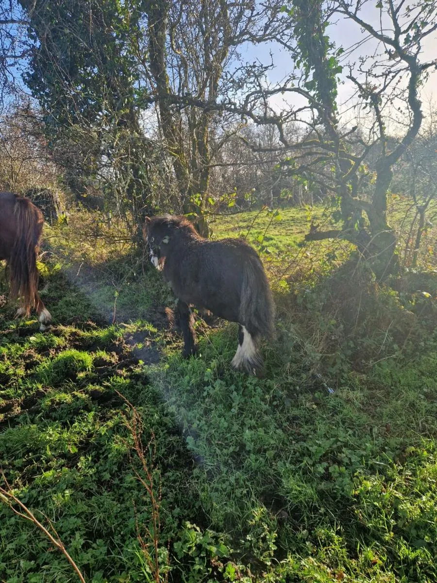 Two colt foals - Image 4
