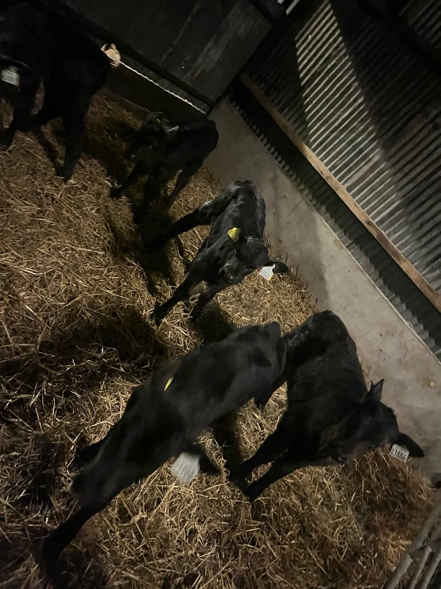 10 Angus heifer sucks - Image 1