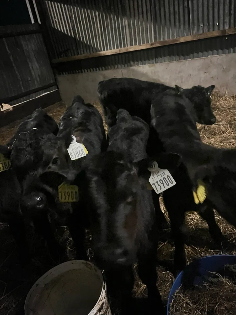 10 Angus heifer sucks - Image 2
