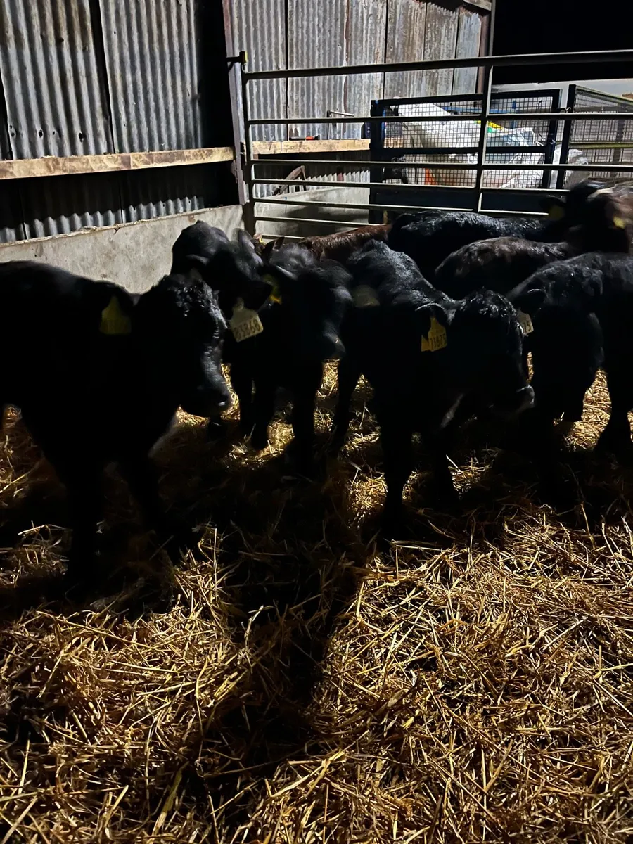 10 Angus heifer sucks - Image 3