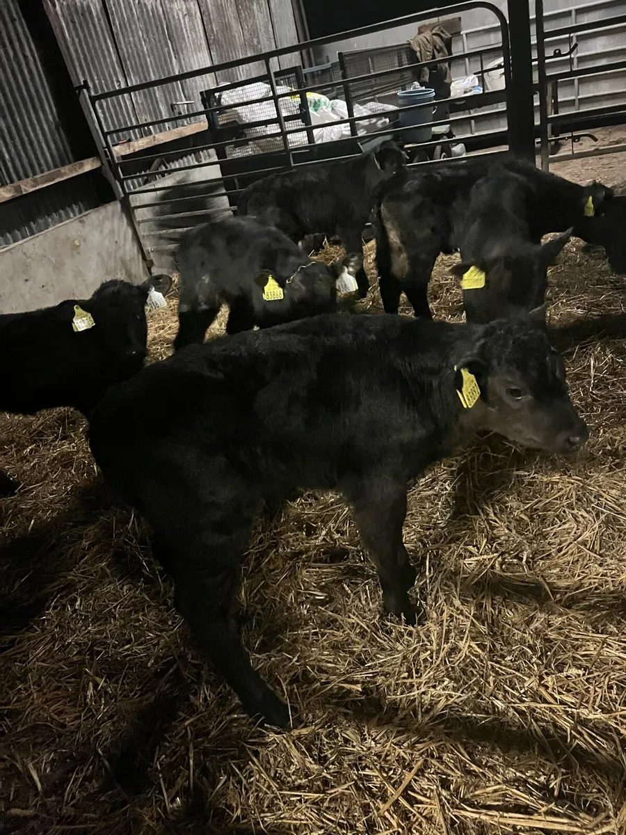 10 Angus heifer sucks - Image 4