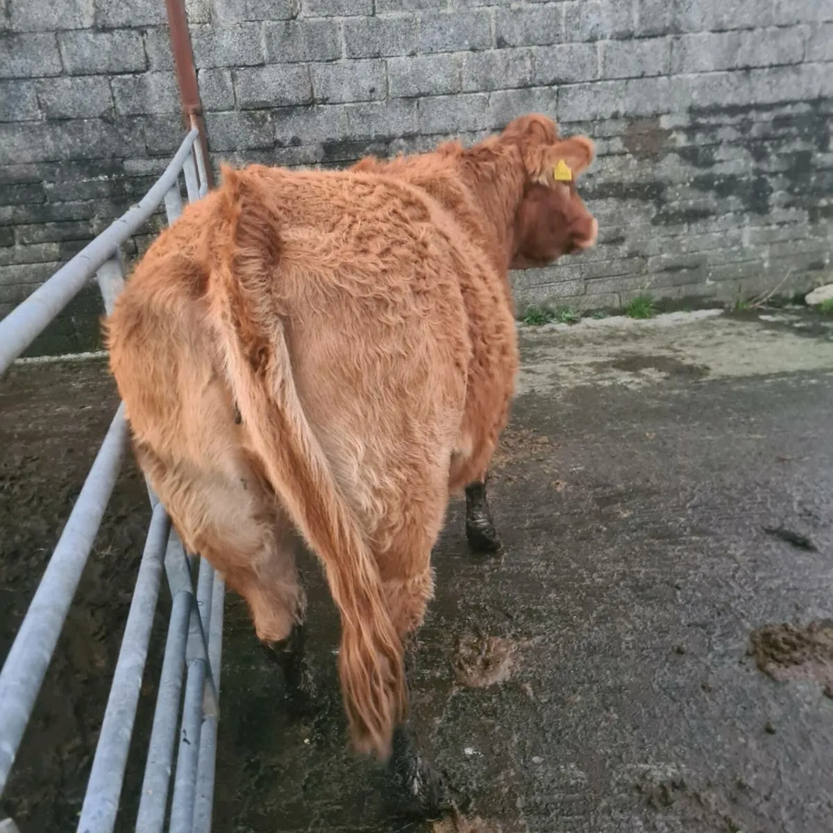 Limousin springer incalf EBY - Image 1