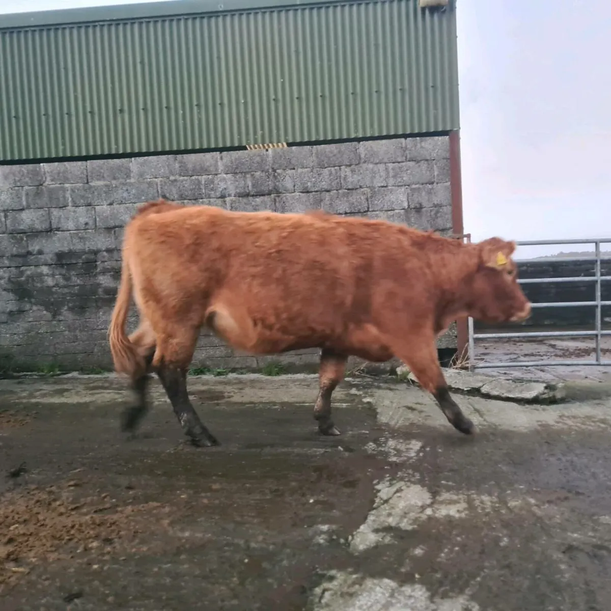 Limousin springer incalf EBY - Image 2