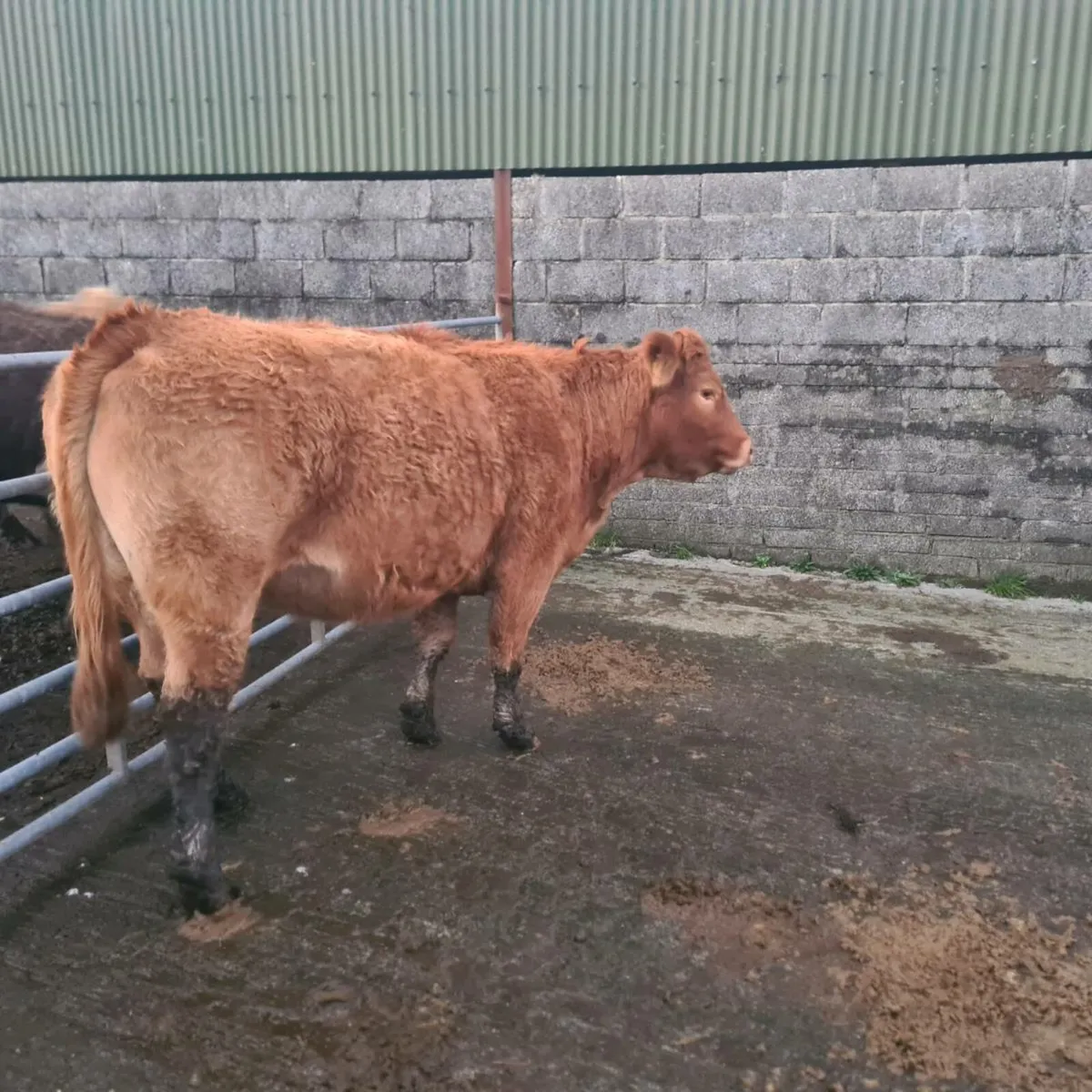 Limousin springer incalf EBY - Image 3