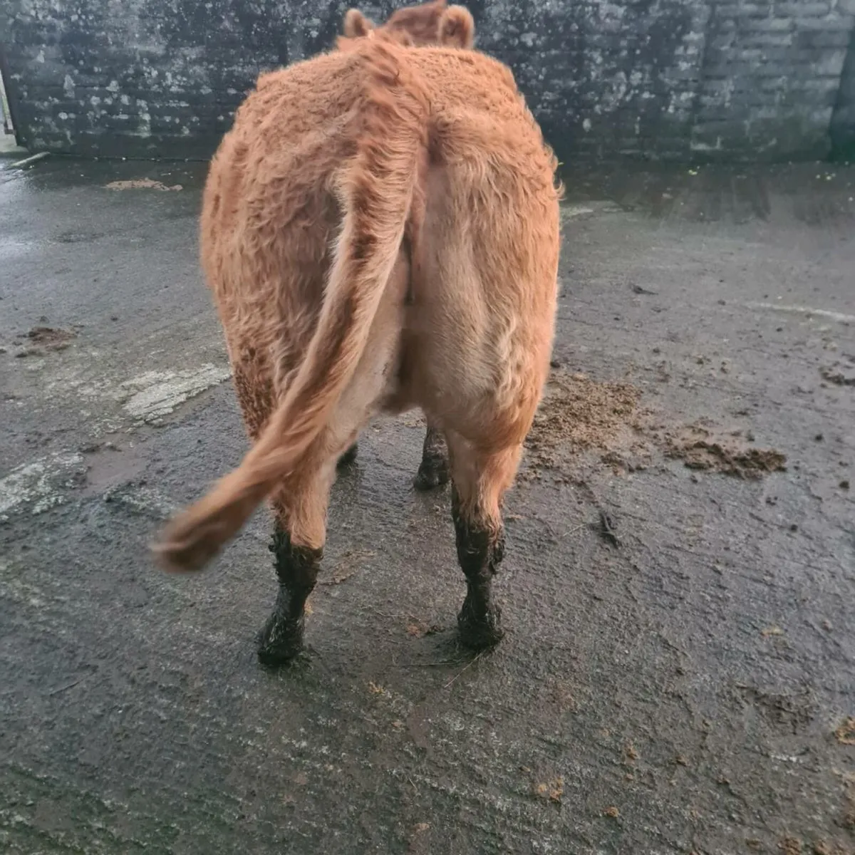 Limousin springer incalf EBY - Image 4