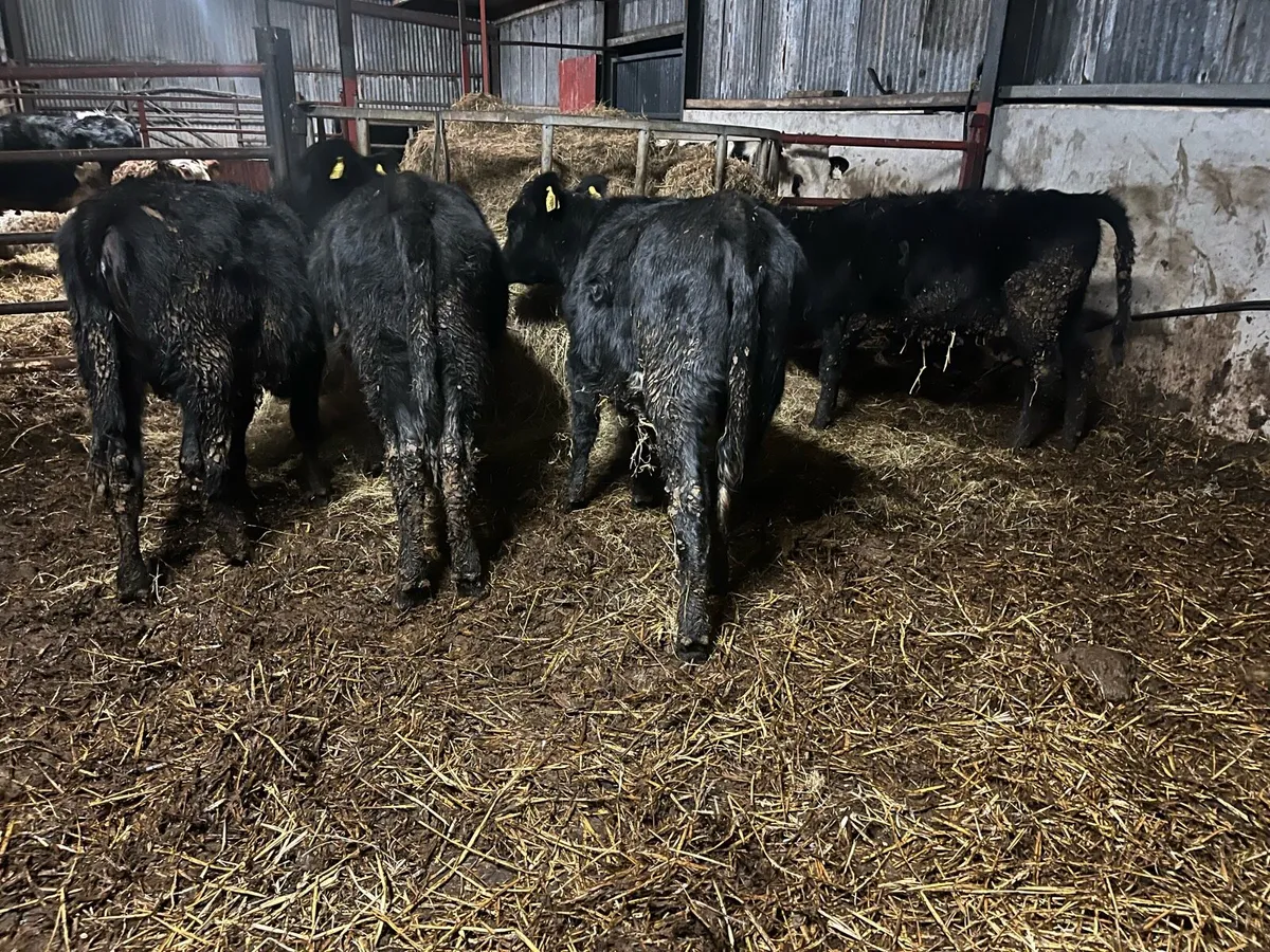 4 Angus heifer weinlings - Image 1