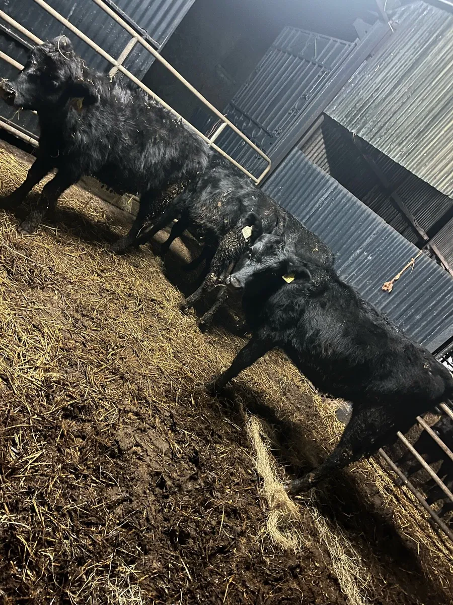 4 Angus heifer weinlings - Image 2