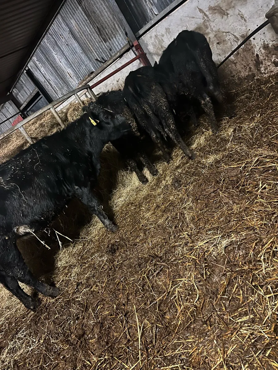 4 Angus heifer weinlings - Image 3