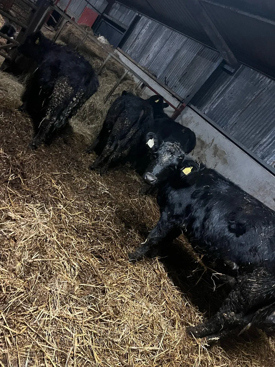 4 Angus heifer weinlings - Image 4