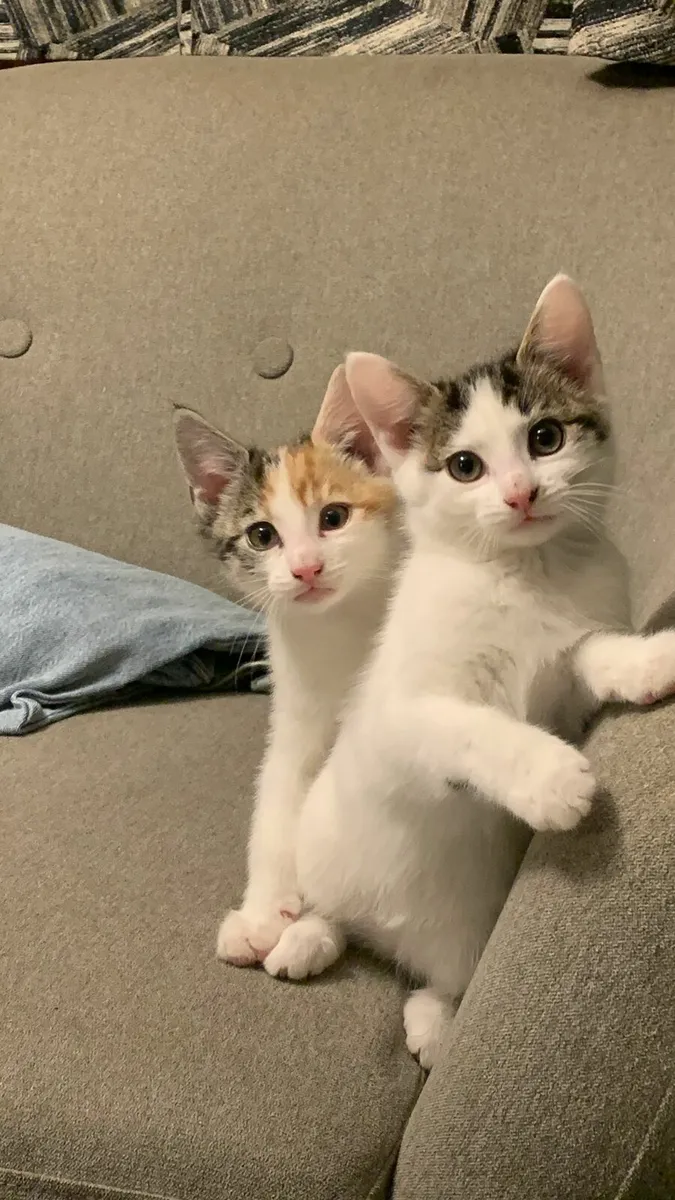 Kittens - Image 1
