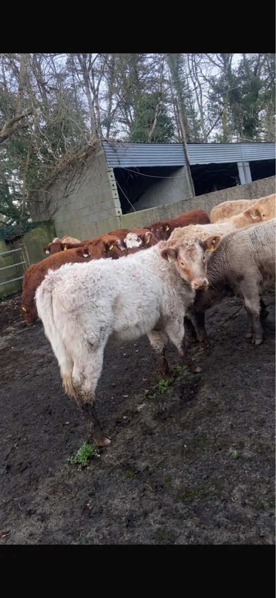 DOWRA MART Saturday 29th November⭐️⭐️⭐️⭐️⭐️ - Image 1