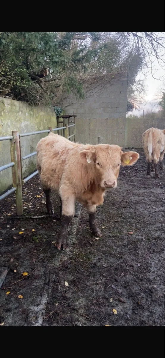 DOWRA MART Saturday 29th November⭐️⭐️⭐️⭐️⭐️ - Image 2