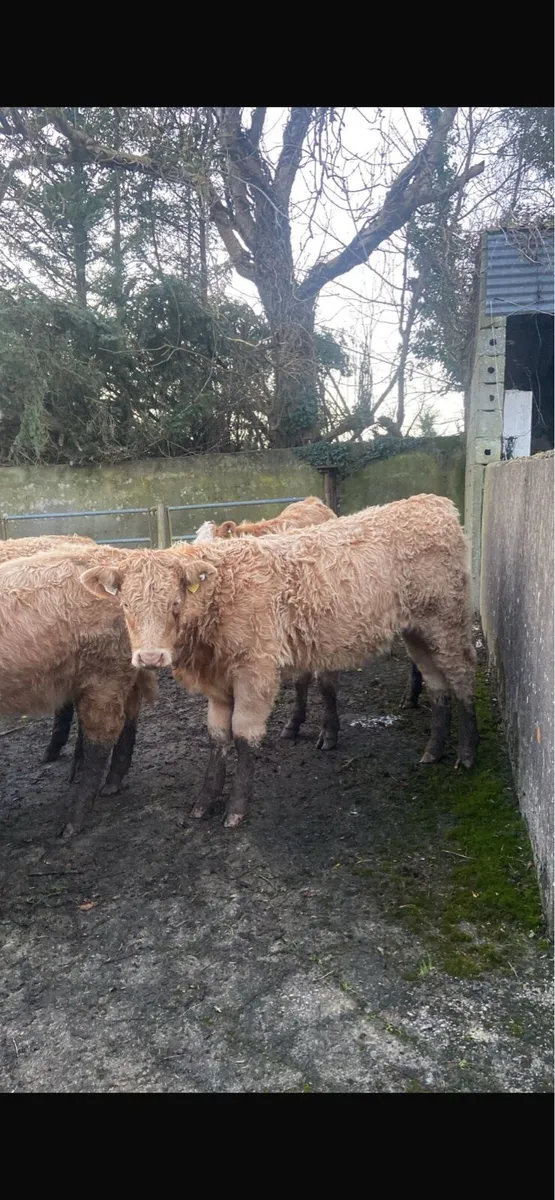 DOWRA MART Saturday 29th November⭐️⭐️⭐️⭐️⭐️ - Image 3