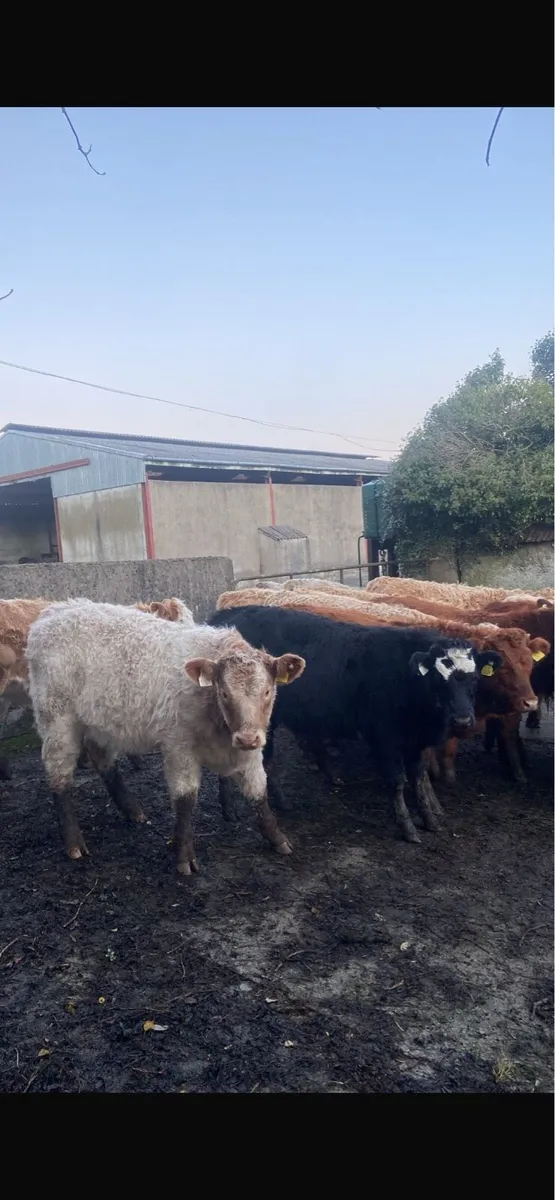 DOWRA MART Saturday 29th November⭐️⭐️⭐️⭐️⭐️ - Image 4