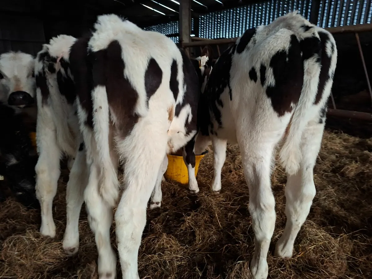 Reared  Friesan  Bull Runners - Image 3