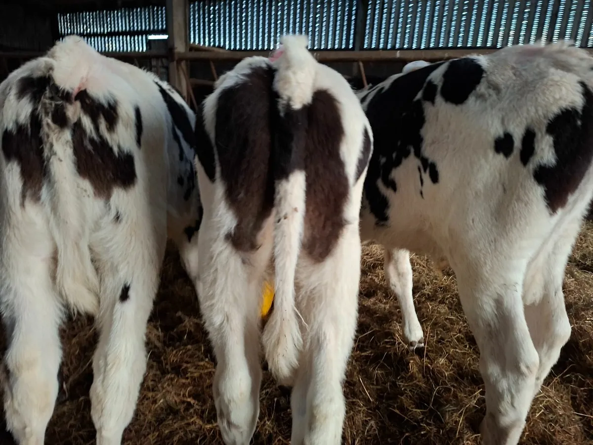 Reared  Friesan  Bull Runners - Image 2