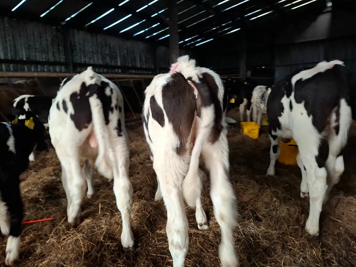 Reared  Friesan  Bull Runners - Image 1