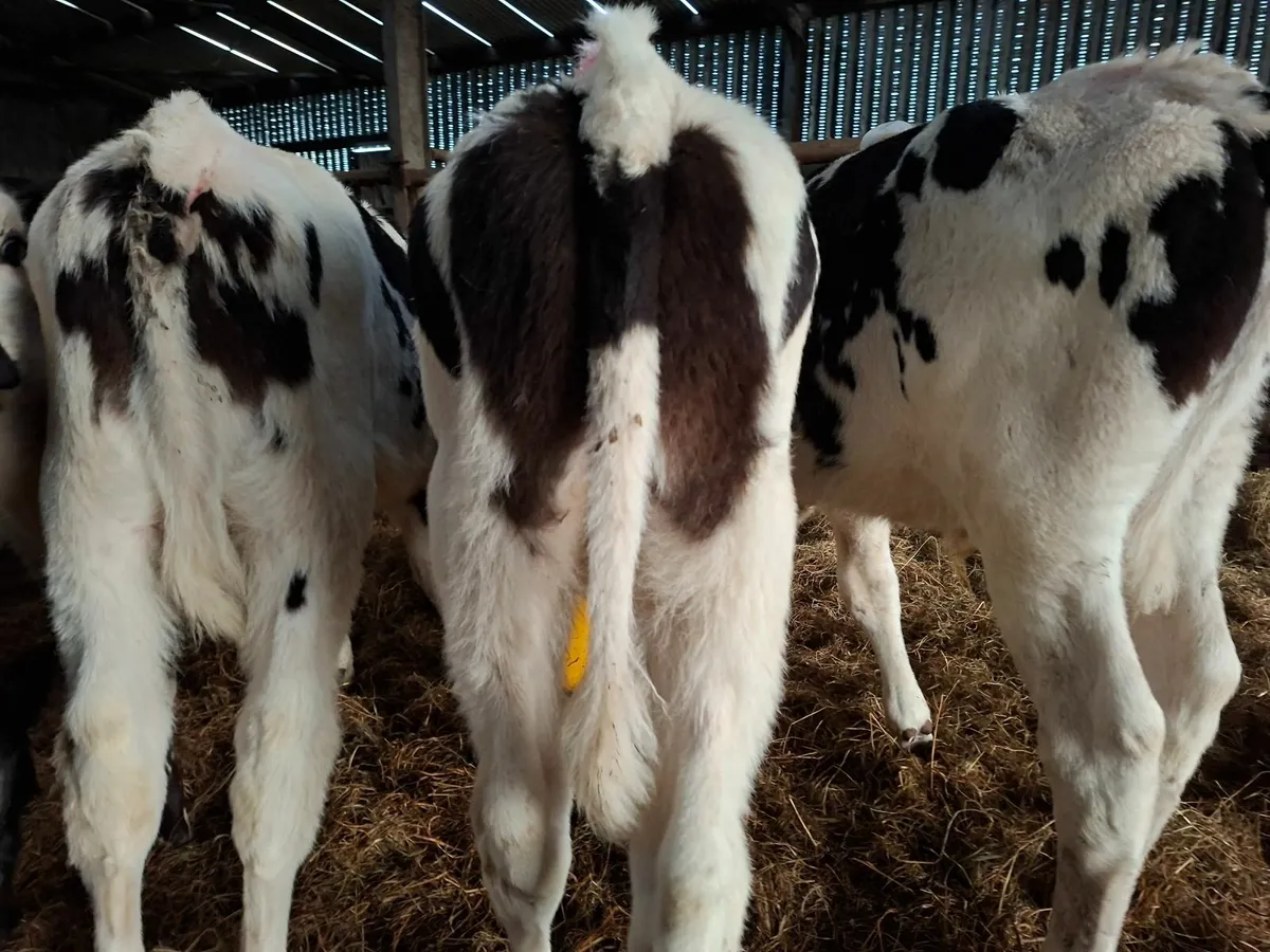 Reared  Friesan  Bull Runners - Image 4