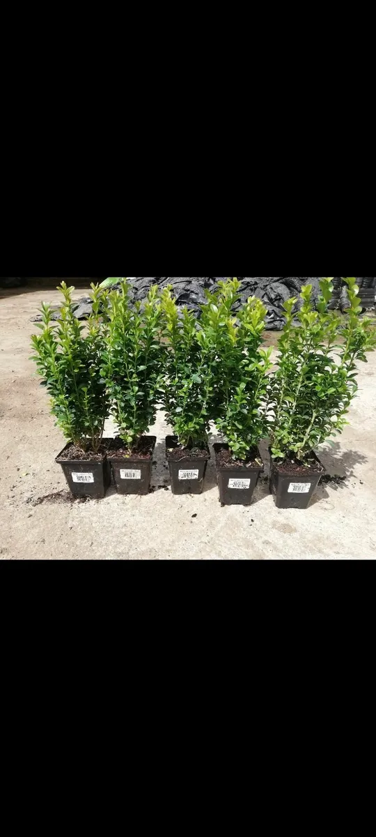 Box Hedging - Image 2