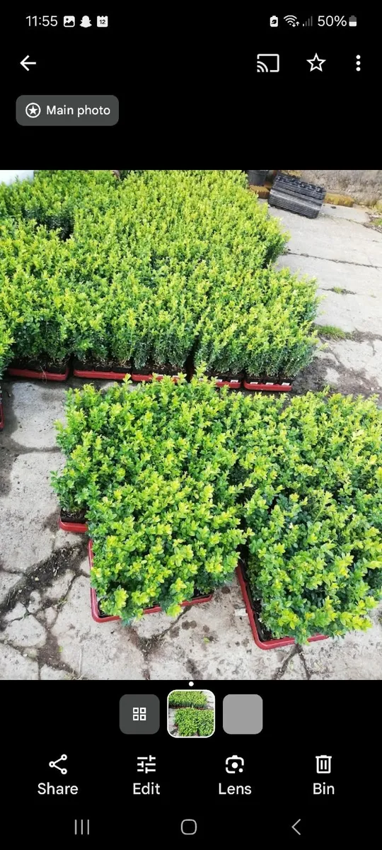 Box Hedging - Image 4